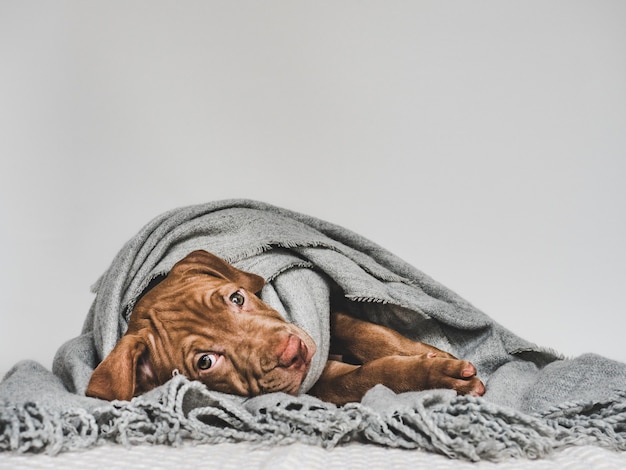 Jeune chiot, enveloppé dans une écharpe grise