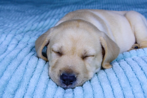 Jeune chiot de race labrador retriever dormant sur un lit