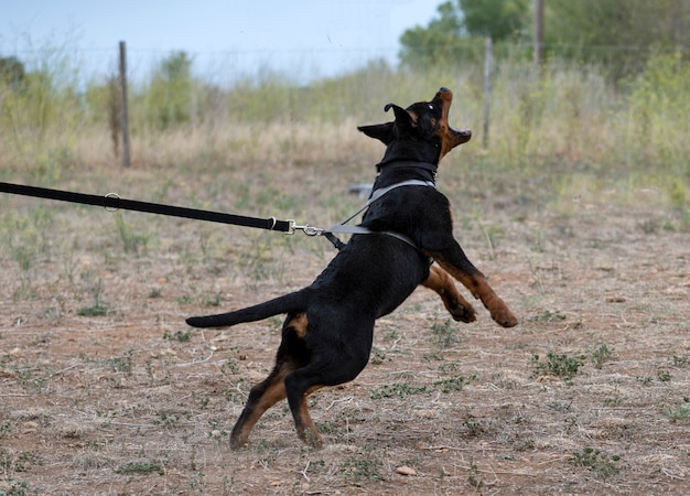 Jeune chiot rottweiler s'entraînant dans la nature