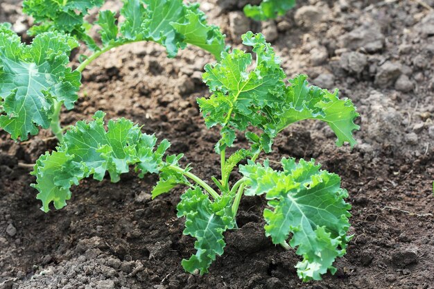 Jeune chou frisé poussant dans le potager