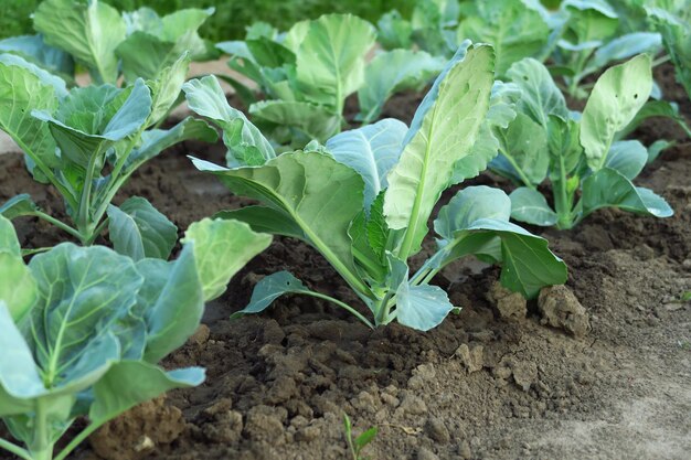 le jeune chou vert pousse dans le jardin d'une ferme maraîchère