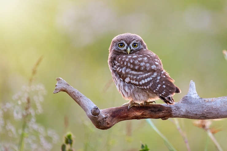 Photo jeune chouette chevêche, athene noctua, assis sur un bâton sur un fond naturel flou. avec copie espace