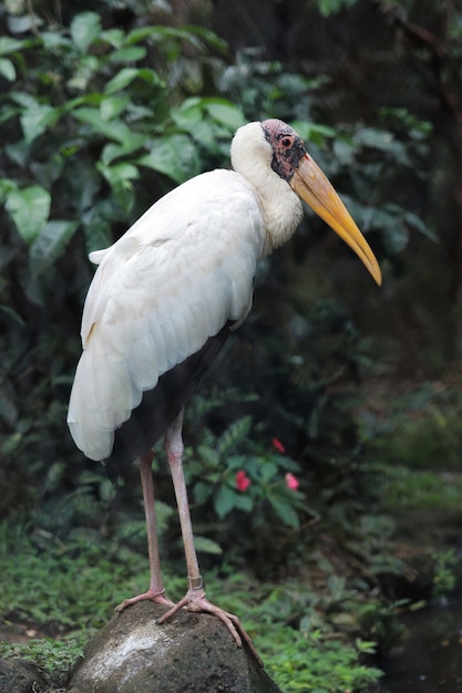 Jeune cigogne debout sur un rocher