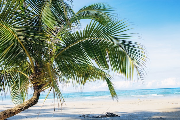 Jeune cocotier sur la plage.