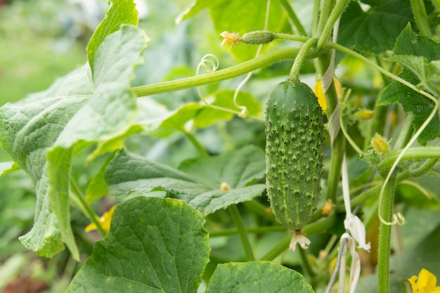 Jeune concombre vert juteux frais pousse dans le jardin