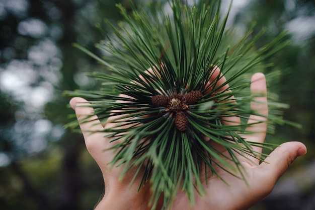 Jeune cône vert de pin maritime Pinus pinaster