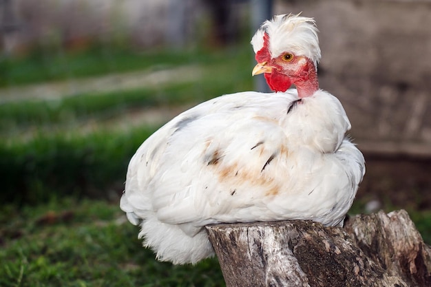 Jeune coq blanc touffeté à cou nu accroupi sur une souche d'arbre