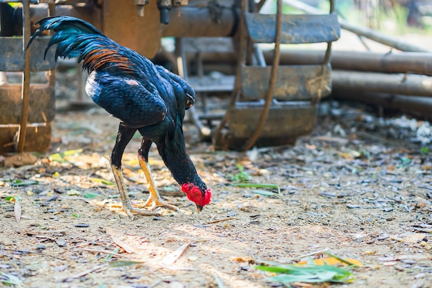 Jeune coq de combat de Thaïlande, queue bleu foncé et poilue.