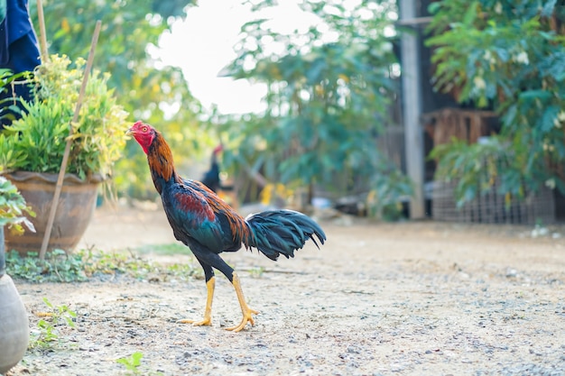 Jeune coq pour les combats de Thaïlande, a la queue bleu foncé et les poils jaunes.