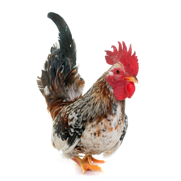 jeune coq serama