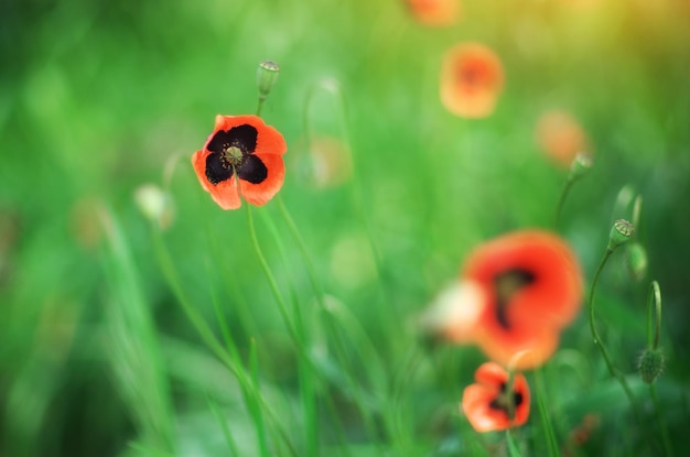 Jeune coquelicot de printemps. Composition naturelle.