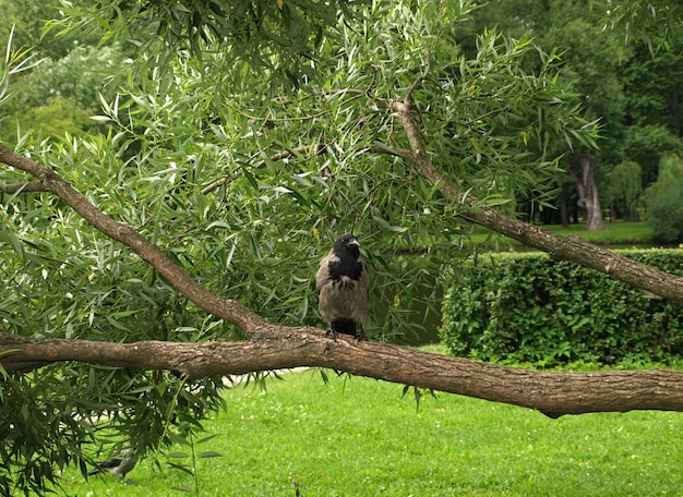 Un jeune corbeau sur une branche de saule dans le parc
