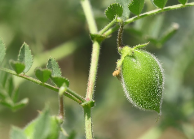 Jeune cosse de pois chiche dans l'usine de pois chiche