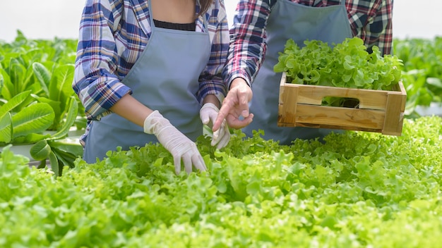 Un jeune couple d'agriculteurs travaillant dans une serre hydroponique, une alimentation propre et un concept d'alimentation saine