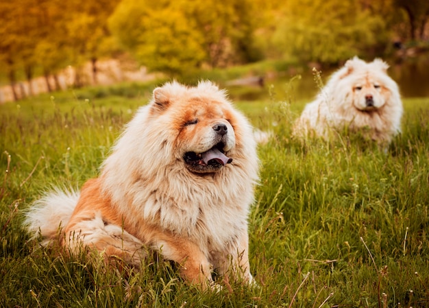 Jeune couple, à, les, chiens, dans parc