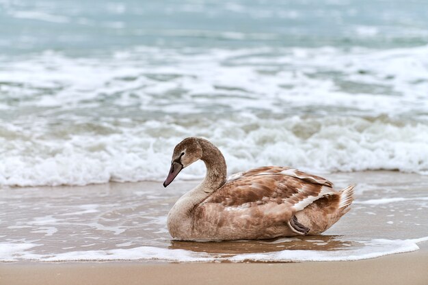 Jeune cygne blanc de couleur brune assis sur le sable par les eaux bleues de la mer Baltique. Close up image haute résolution de poussin cygne au repos avec des plumes brunes