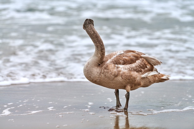 Jeune cygne blanc de couleur brune marchant par les eaux bleues de la mer Baltique