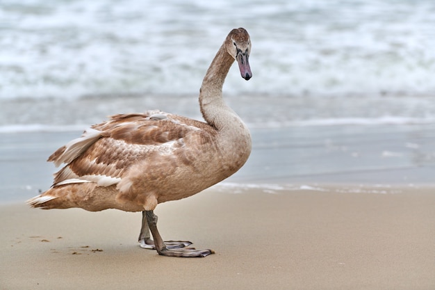 Jeune cygne blanc de couleur brune marchant par les eaux bleues de la mer Baltique