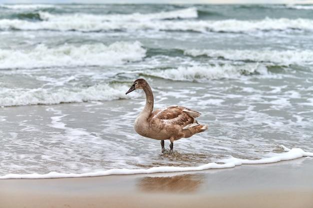 Jeune cygne blanc de couleur marron marchant par les eaux bleues de la mer Baltique. Close up image haute résolution de poussin de cygne avec des plumes brunes