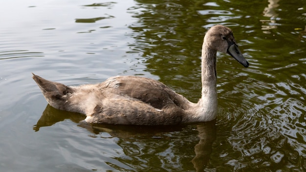 Jeune cygne brun gracieux flottant dans l'eau