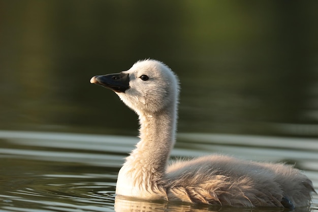 Jeune cygne dans l'étang à l'aube