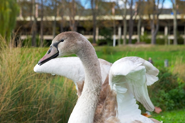 Le jeune cygne déploie ses ailes