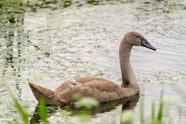 Le jeune cygne muet Cygnus olor sur l'eau