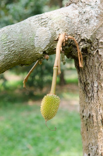 Jeune durian sur son arbre dans le verger.