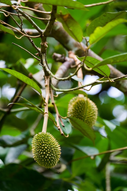 Jeune durian