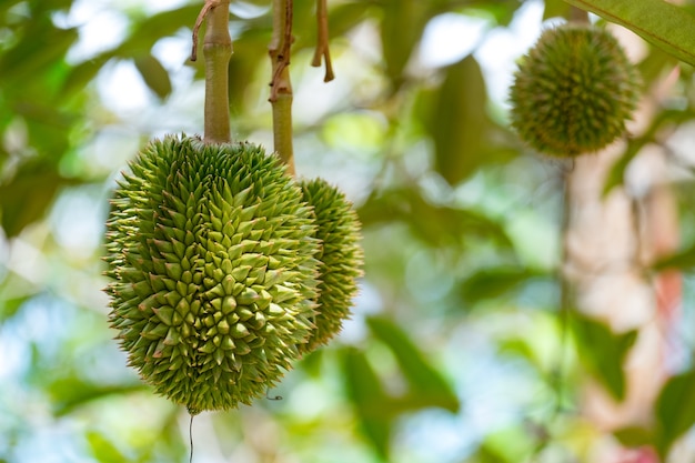 Jeune durian