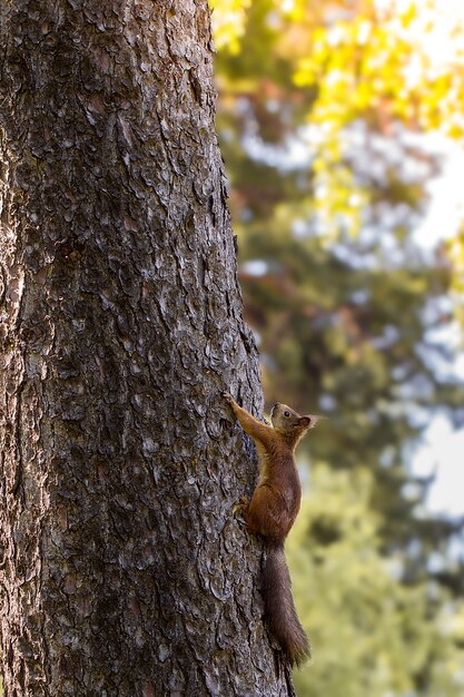 Jeune écureuil sur un arbre dans le parc