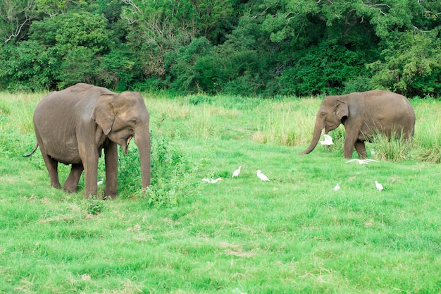 Un jeune éléphant juste à côté d'un adulte.