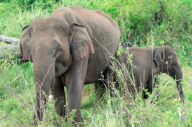 Un jeune éléphant juste à côté d'un adulte.