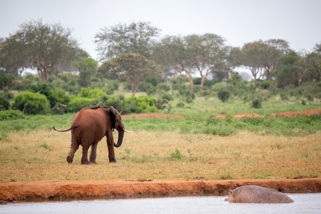 Un jeune éléphant rouge court et joue dans la prairie de la savane