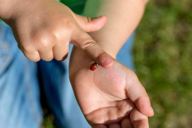 Jeune enfant fasciné par une coccinelle