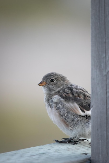 Un jeune éperon de Laponie sur une balustrade en bois près d'Arviat, au Nunavut, au Canada