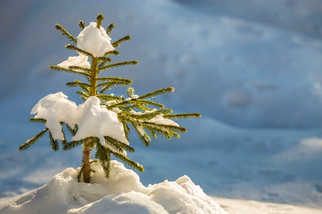 Jeune épicéa tendre avec des aiguilles vertes couvertes de neige profonde et de givre sur lumineux