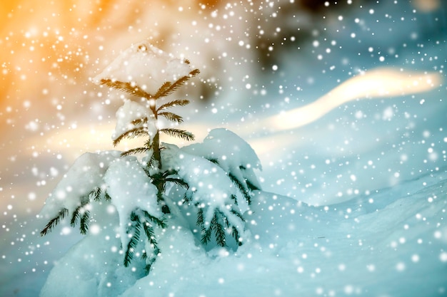 Jeune épicéa tendre aux aiguilles vertes recouverte de neige profonde et de givre et de grands flocons de neige sur fond coloré bleu flou