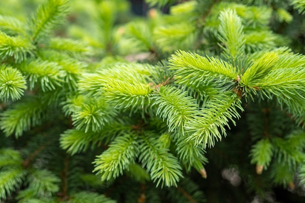 Jeune épinette verte pelucheuse, branches de pin, nouveau fond de pousses