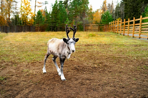 Jeune faon de cerf marche dans une ferme dans la forêt en été dans un ranch