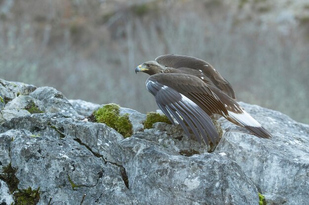 Une jeune femelle d'aigle doré dans une région montagneuse d'une forêt de chênes et de hêtre eurosibérienne aux premières lumières