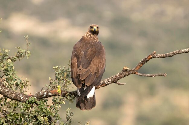 Jeune femelle aigle royal dans une forêt de chênes de haute montagne avec la première lumière du jour