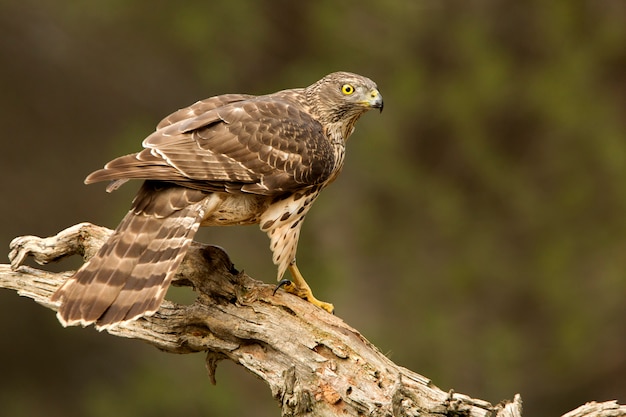 Jeune femelle d'Autour des palombes tôt le matin