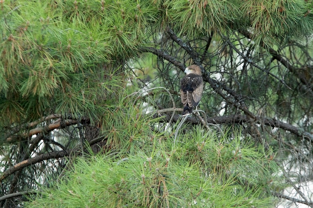 Jeune femelle de Shorttoed Eagle dans un pin avec la première lumière d'une journée ensoleillée