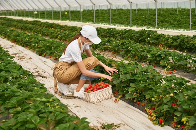 Jeune femme accroupie cueillant des fraises mûres à effet de serre