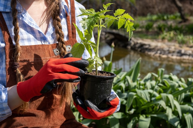 Une jeune femme d'apparence européenne en gants de caoutchouc rouge tient un semis de tomate cerise dans sa main