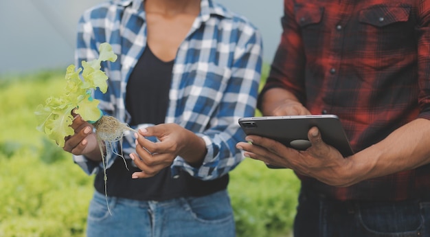 Jeune femme asiatique et agriculteur senior travaillant ensemble dans une ferme de légumes à salade hydroponique biologique