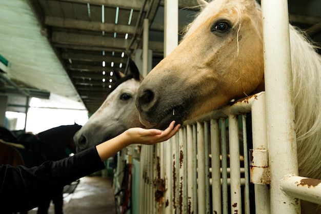 Jeune femme asiatique des années 20 en costume d'équitation avec de beaux animaux à l'extérieur. L'alimentation des femelles donne de la carotte alimentaire aux grands chevaux intelligents et forts dans une écurie à l'intérieur, après avoir pratiqué l'apprentissage ensemble