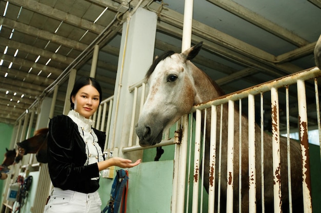 Jeune femme asiatique des années 20 en costume d'équitation avec de beaux animaux à l'extérieur. L'alimentation des femelles donne de la carotte alimentaire aux grands chevaux intelligents et forts dans une écurie à l'intérieur, après avoir pratiqué l'apprentissage ensemble