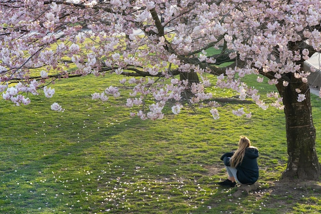 Jeune femme assise sur l'herbe verte sous le cerisier Fleurs de cerisier en pleine floraison dans le parc